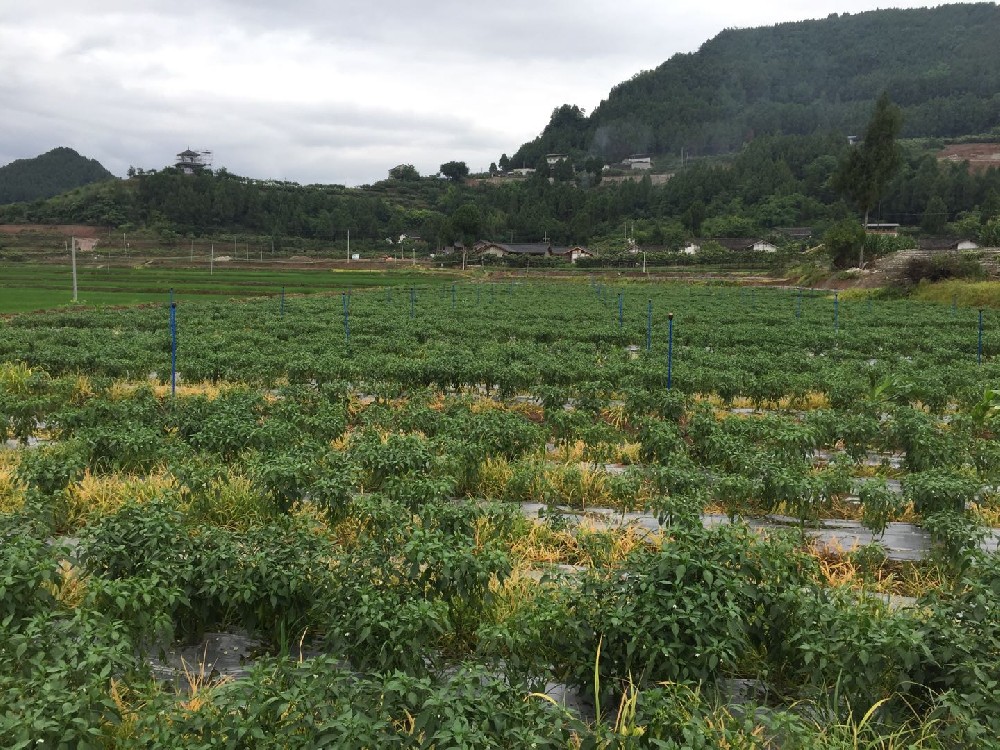 閬中蔬菜園枇杷園噴灌滴灌項目